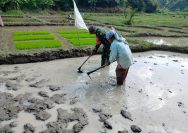 Perkuat Ketahanan Pangan, Babinsa Koramil 14/Raya Terjun Langsung Siapkan Lahan Pertanian.