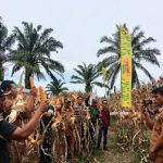 Panen Raya Benih Jagung DK95R di Simalungun, Babinsa Koramil Tanah Jawa Perkuat Sinergi Ketahanan Pangan Bersama Petani.
