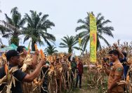 Panen Raya Benih Jagung DK95R di Simalungun, Babinsa Koramil Tanah Jawa Perkuat Sinergi Ketahanan Pangan Bersama Petani.