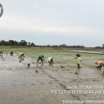 Wujud Nyata Ketahanan Pangan, Babinsa Koramil 06/Perdagangan Terjun Langsung Bantu Petani Menanam Padi.