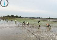 Wujud Nyata Ketahanan Pangan, Babinsa Koramil 06/Perdagangan Terjun Langsung Bantu Petani Menanam Padi.