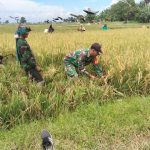 Semangat Ketahanan Pangan, Babinsa Koramil 06/Perdagangan Gotong Royong Panen Padi Bersama Petani.