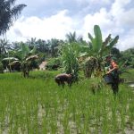 Wujud Nyata Ketahanan Pangan, Babinsa Koramil 19/Silau Kahean Dampingi Petani Padi Gogo.