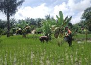 Wujud Nyata Ketahanan Pangan, Babinsa Koramil 19/Silau Kahean Dampingi Petani Padi Gogo.