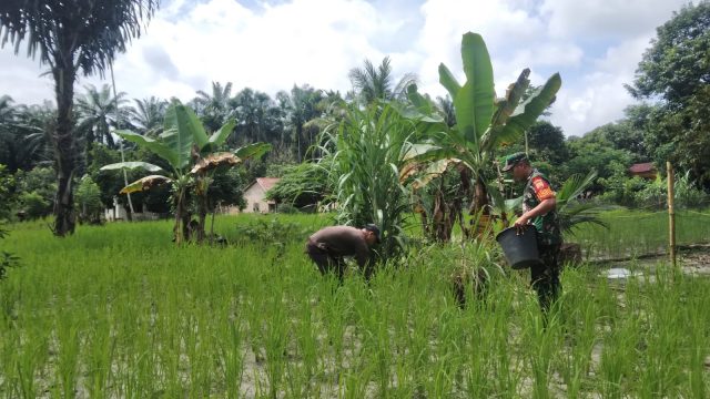 Wujud Nyata Ketahanan Pangan, Babinsa Koramil 19/Silau Kahean Dampingi Petani Padi Gogo.