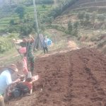 Babinsa Dampingi Petani di Dolok Pardamean, Semangat Bertani Tumbuhkan Harapan Baru.