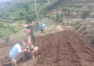 Babinsa Dampingi Petani di Dolok Pardamean, Semangat Bertani Tumbuhkan Harapan Baru.