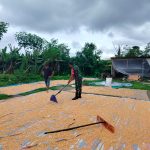 Tak Sekadar Komsos, Babinsa Koramil 14/Raya Ikut Jemur Jagung Bersama Warga Binaan.