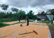 Tak Sekadar Komsos, Babinsa Koramil 14/Raya Ikut Jemur Jagung Bersama Warga Binaan.