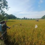 Jaga Bulir Padi Tetap Utuh, Babinsa 09/Tiga Balata Turun ke Sawah Dampingi Petani Usir Burung Pengganggu.