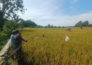 Jaga Bulir Padi Tetap Utuh, Babinsa 09/Tiga Balata Turun ke Sawah Dampingi Petani Usir Burung Pengganggu.