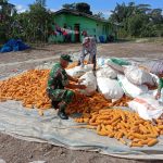 Komsos Humanis, Babinsa Koramil 13/Purba Hadir Dampingi Warga Jemur Jagung.