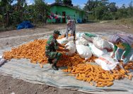 Komsos Humanis, Babinsa Koramil 13/Purba Hadir Dampingi Warga Jemur Jagung.