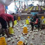 Babinsa Koramil Silau Kahean Dampingi Peternak Ayam Potong, Dorong Ekonomi Warga Terus Berkembang.