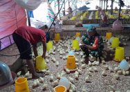 Babinsa Koramil Silau Kahean Dampingi Peternak Ayam Potong, Dorong Ekonomi Warga Terus Berkembang.