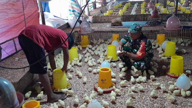 Babinsa Koramil Silau Kahean Dampingi Peternak Ayam Potong, Dorong Ekonomi Warga Terus Berkembang.