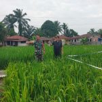 Dari Sawah untuk Ketahanan Pangan, Babinsa Tanah Jawa Bantu Petani Jaga Tanaman Padi.