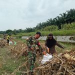 Jagung Dipanen, Ketahanan Pangan Diperkuat, Babinsa Tanah Jawa Dampingi Petanis. Jagung Dipanen, Ketahanan Pangan Diperkuat, Babinsa Tanah Jawa Dampingi Petanis.