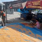 Ketahanan Pangan Dimulai dari Desa, Babinsa Kodim 0207/Simalungun Dampingi Petani Jemur Hasil Panen Jagung. Ketahanan Pangan Dimulai dari Desa, Babinsa Kodim 0207/Simalungun Dampingi Petani Jemur Hasil Panen Jagung.