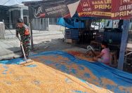 Ketahanan Pangan Dimulai dari Desa, Babinsa Kodim 0207/Simalungun Dampingi Petani Jemur Hasil Panen Jagung.