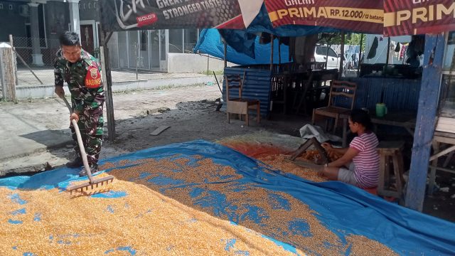 Ketahanan Pangan Dimulai dari Desa, Babinsa Kodim 0207/Simalungun Dampingi Petani Jemur Hasil Panen Jagung.