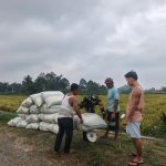 Babinsa Dampingi Petani Timbang Gabah, Dorong Ketahanan Pangan di Simalungun.