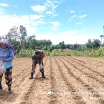 Tak Cuma Dampingi, Babinsa Saribudolok Turun ke Ladang Bantu Petani Tanam Jagung.