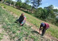 Jaga Tanaman Tetap Subur, Babinsa Dampingi Petani Bersihkan Gulma di Kebun Jahe.