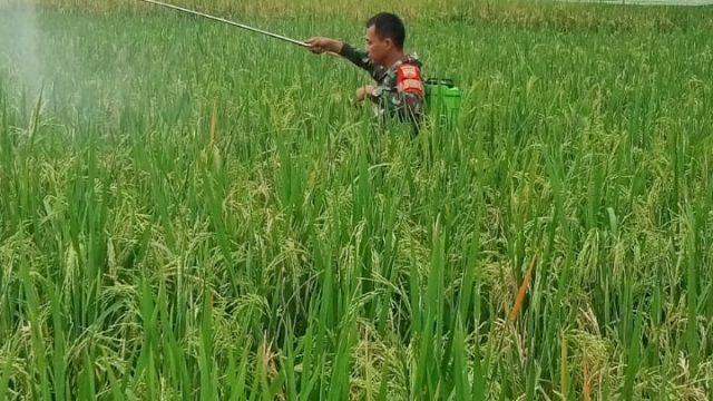 Jaga Produktivitas Pertanian, Babinsa Koramil 06/Perdagangan Dampingi Petani Lakukan Penyemprotan Hama.