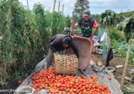 Perkuat Sektor Pertanian, Babinsa Kodim 0207/Simalungun Ikut Panen Tomat Bersama Warga.