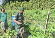 Dukung Ketahanan Pangan Nasional, Babinsa Kodim 0207/Simalungun Terjun Langsung Dampingi Petani Cabai Kendalikan Hama.