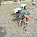 Tak Kenal Lelah, Babinsa Koramil 06/Perdagangan Terjun Langsung Bantu Petani Tanam Padi. Tak Kenal Lelah, Babinsa Koramil 06/Perdagangan Terjun Langsung Bantu Petani Tanam Padi.