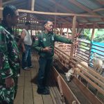Pendampingan Babinsa Buka Peluang Peningkatan Hasil Ternak Domba bagi Masyarakat Simalungun. Pendampingan Babinsa Buka Peluang Peningkatan Hasil Ternak Domba bagi Masyarakat Simalungun.