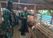 Pendampingan Babinsa Buka Peluang Peningkatan Hasil Ternak Domba bagi Masyarakat Simalungun.