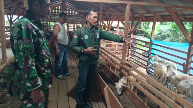 Pendampingan Babinsa Buka Peluang Peningkatan Hasil Ternak Domba bagi Masyarakat Simalungun.