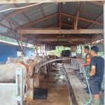 Babinsa Sambangi Peternak Sapi, Pastikan Kebersihan Kandang Jadi Perhatian. Babinsa Sambangi Peternak Sapi, Pastikan Kebersihan Kandang Jadi Perhatian.