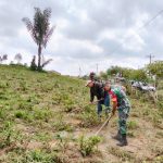 Kejar Hasil Panen, Babinsa Dampingi Petani Simalungun Siapkan Lahan Cabai. Kejar Hasil Panen, Babinsa Dampingi Petani Simalungun Siapkan Lahan Cabai.