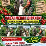 Cabai Merah Dipanen, Babinsa Koramil Purba Dorong Petani Dongkrak Hasil dan Ekonomi Keluarga. Cabai Merah Dipanen, Babinsa Koramil Purba Dorong Petani Dongkrak Hasil dan Ekonomi Keluarga.