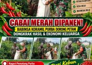 Cabai Merah Dipanen, Babinsa Koramil Purba Dorong Petani Dongkrak Hasil dan Ekonomi Keluarga.