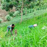 Gulma Ganggu Padi Darat, Babinsa Koramil Raya Turun Langsung Dampingi Petani. Gulma Ganggu Padi Darat, Babinsa Koramil Raya Turun Langsung Dampingi Petani.
