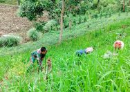 Gulma Ganggu Padi Darat, Babinsa Koramil Raya Turun Langsung Dampingi Petani.