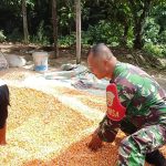 Bukan Sekadar Panen, Babinsa Turun Dampingi Petani Jemur Jagung demi Dongkrak Pendapatan Warga. Bukan Sekadar Panen, Babinsa Turun Dampingi Petani Jemur Jagung demi Dongkrak Pendapatan Warga.