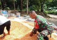 Bukan Sekadar Panen, Babinsa Turun Dampingi Petani Jemur Jagung demi Dongkrak Pendapatan Warga.