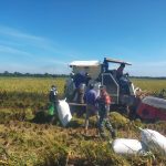 Panen Padi 10 Rante di Simalungun Gunakan Combine Harvester, Babinsa Turun Dampingi Petani.