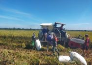 Panen Padi 10 Rante di Simalungun Gunakan Combine Harvester, Babinsa Turun Dampingi Petani.