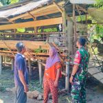 Babinsa Dorong Peternak Kambing di Sei Merbau, Tekankan Semangat dan Konsistensi Kembangkan Usaha.