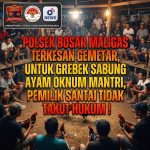 Satu Sisi Garang, Sisi Lain Terkesan Gemetar : Ada Apa Dengan Penegakan Hukum Sabung Ayam Oknum Mantri di Karang Bangun?. Satu Sisi Garang, Sisi Lain Terkesan Gemetar : Ada Apa Dengan Penegakan Hukum Sabung Ayam Oknum Mantri di Karang Bangun?.
