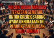Satu Sisi Garang, Sisi Lain Terkesan Gemetar : Ada Apa Dengan Penegakan Hukum Sabung Ayam Oknum Mantri di Karang Bangun?.