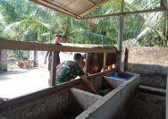 Cegah Penyakit pada Ternak, Babinsa Serbelawan Edukasi Peternak Sapi.