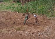 Peduli Petani, Babinsa Koramil 14/Raya Bantu Bersihkan Lahan Jagung Warga.